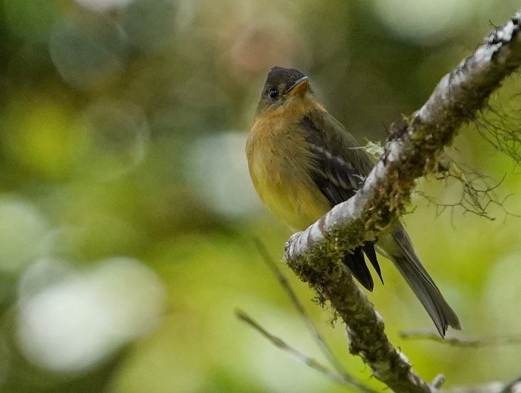 Ochraceous Pewee - ML432226391