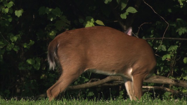 White-tailed Deer - ML432228