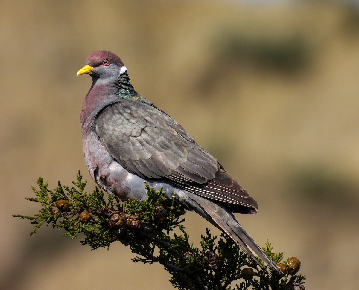 Band-tailed Pigeon - ML432229611