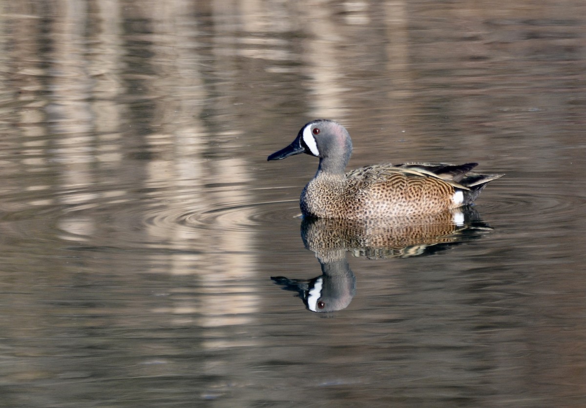 Blue-winged Teal - ML432233891