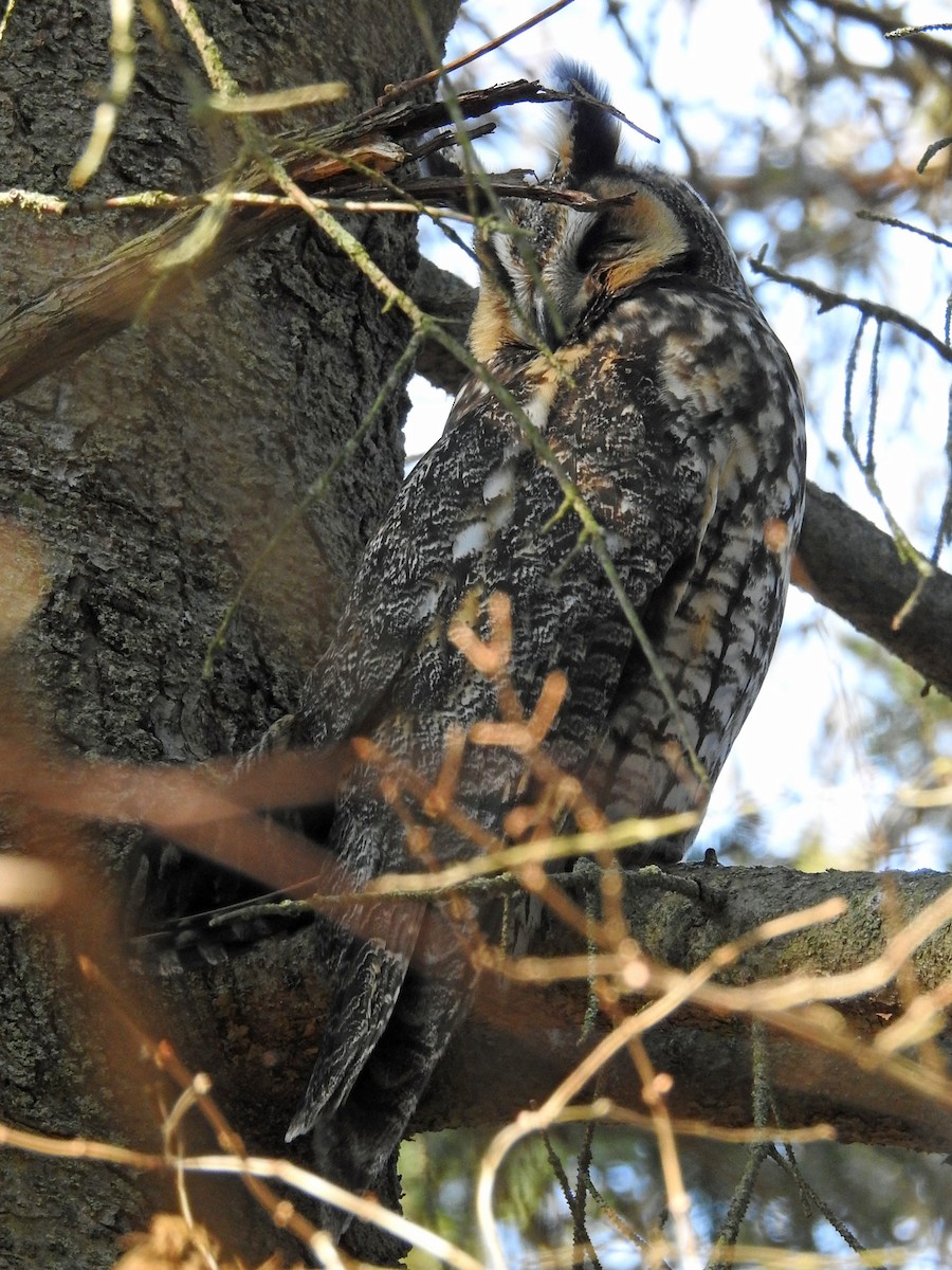 Long-eared Owl - ML432236111