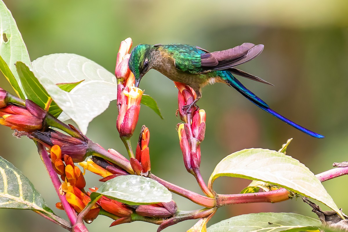 Violet-tailed Sylph - ML432237621
