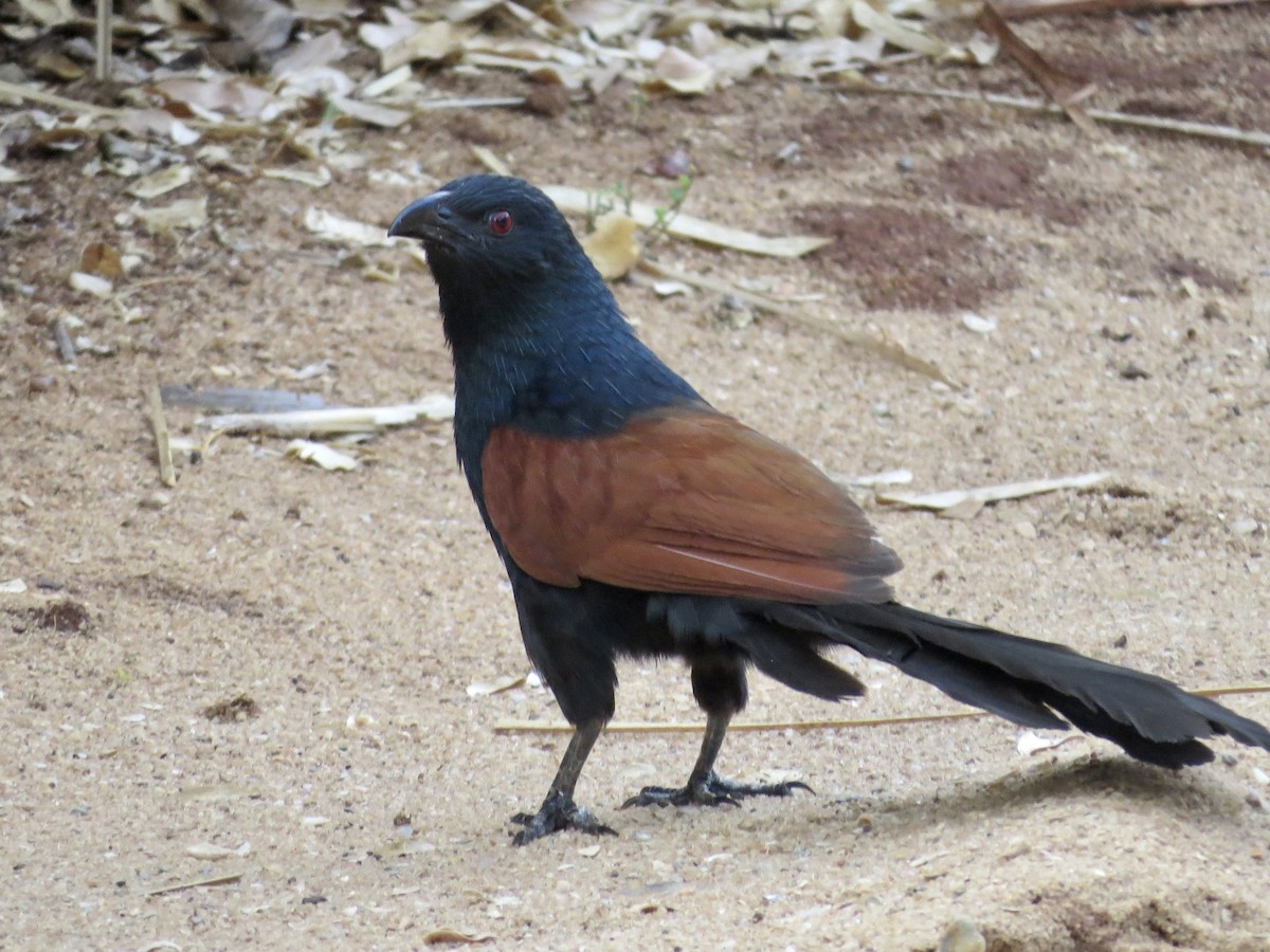 Malagasy Coucal - ML432248991