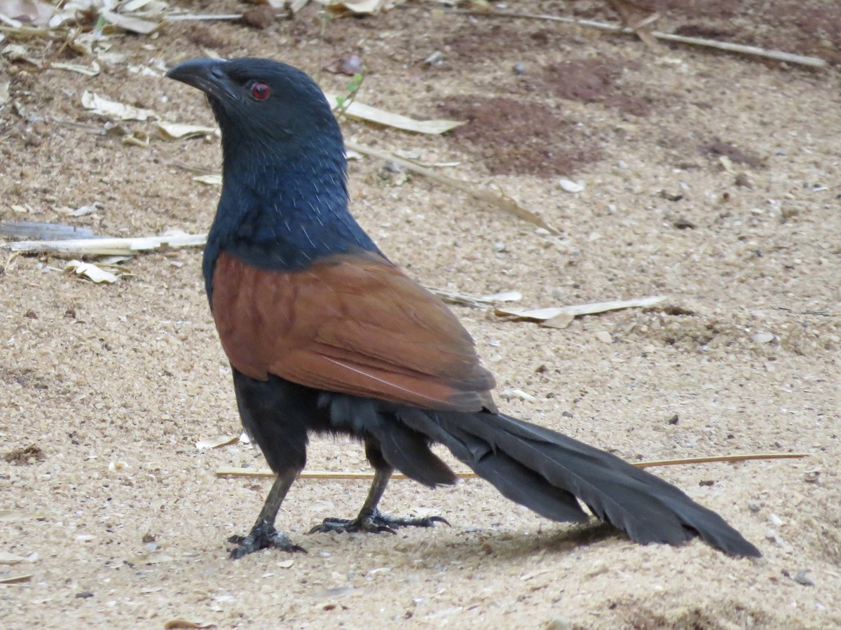 Malagasy Coucal - ML432249011