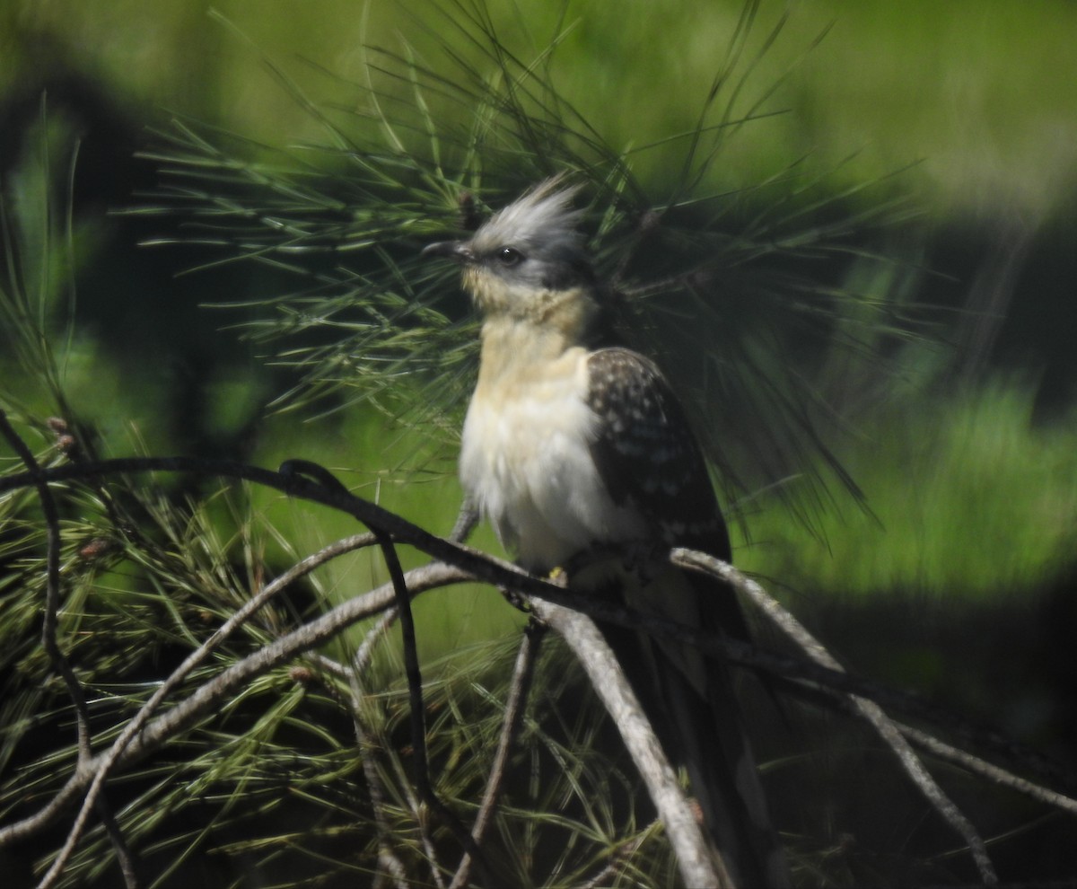 Great Spotted Cuckoo - ML432249561