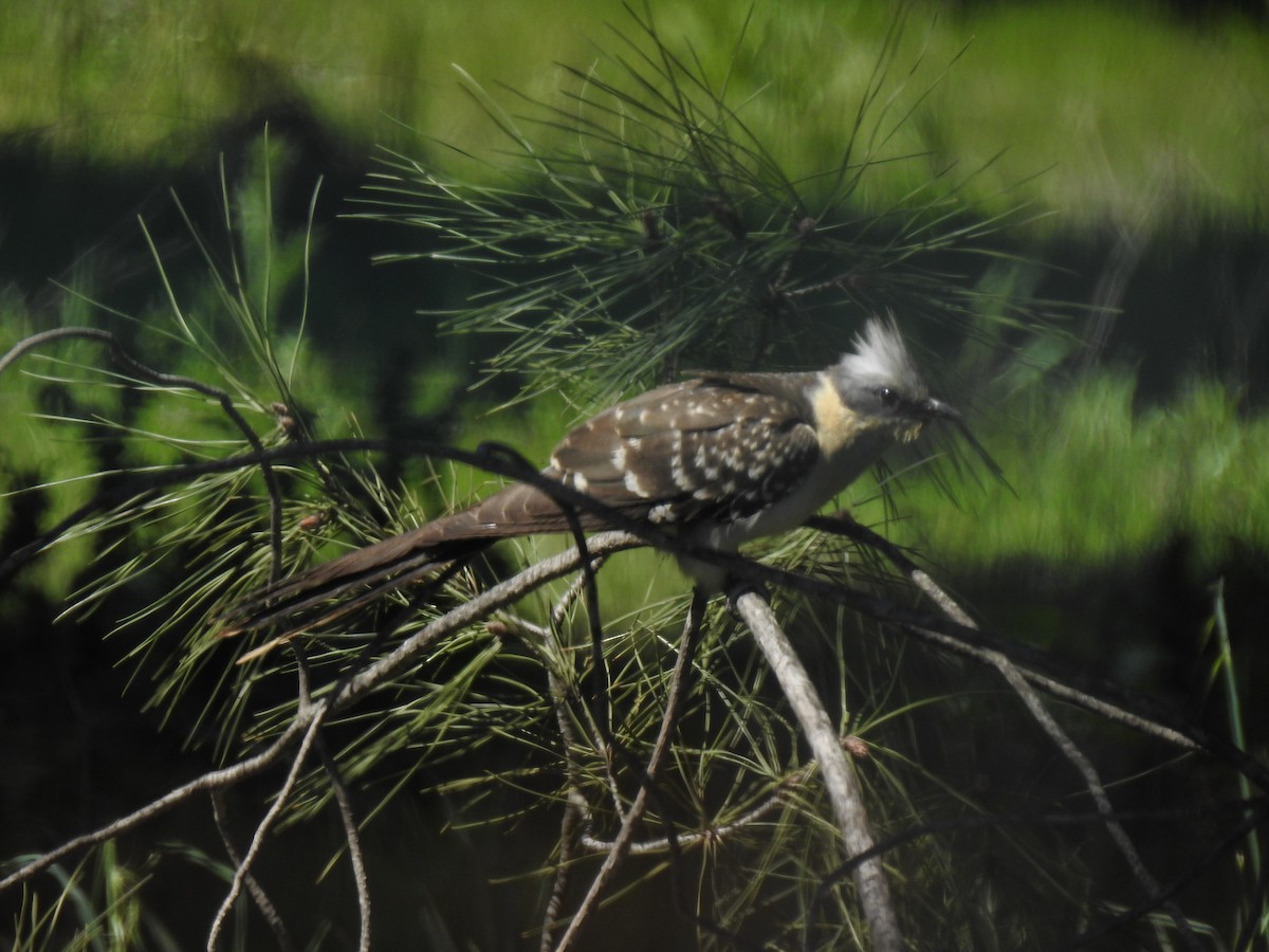 Great Spotted Cuckoo - Aris Vouros