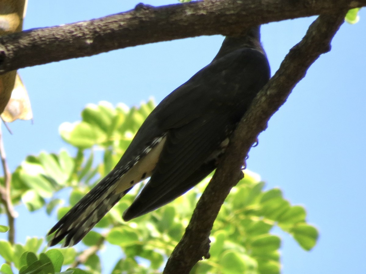 Madagascar Cuckoo - ML432249851