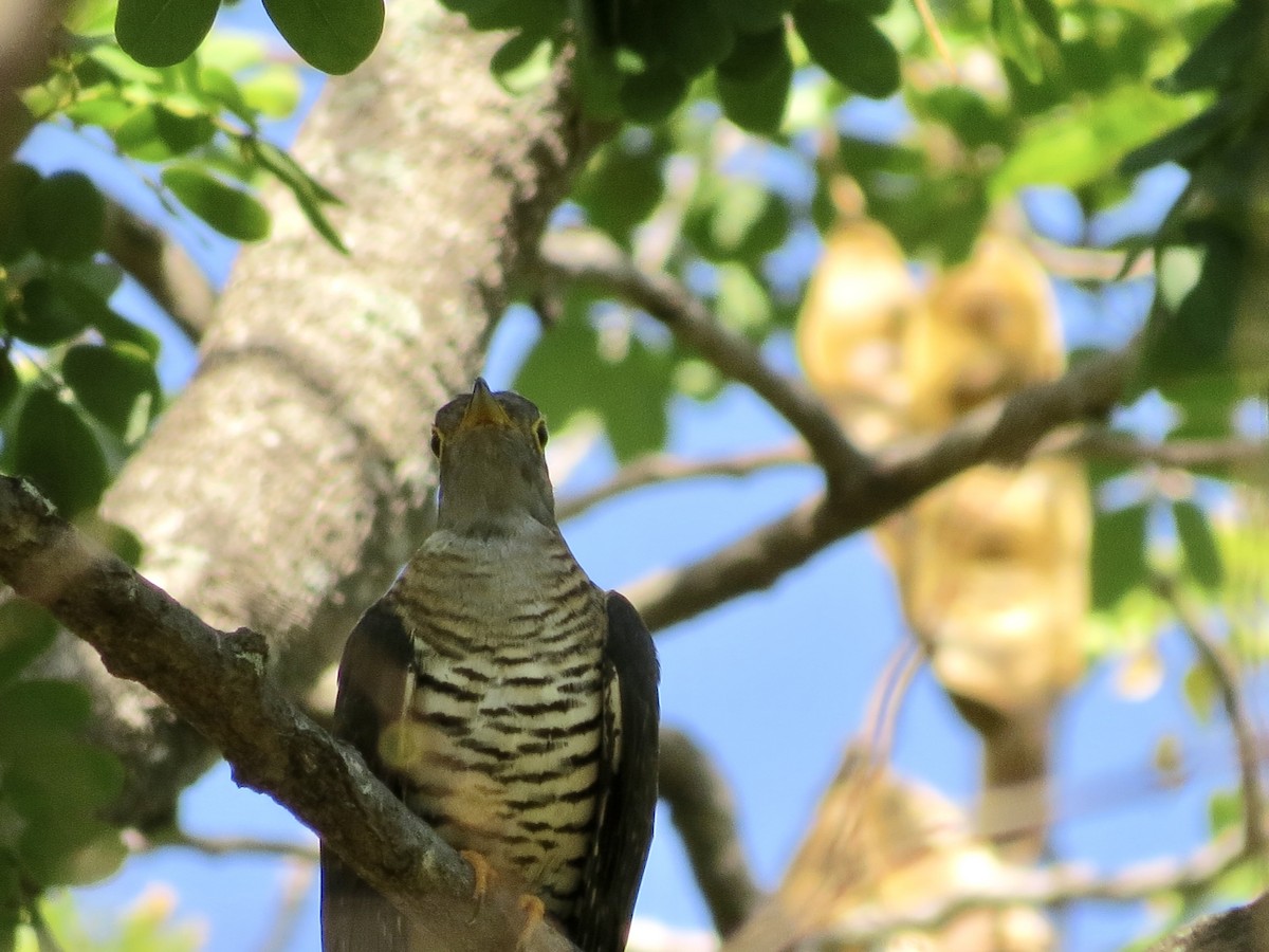 Madagascar Cuckoo - ML432249881