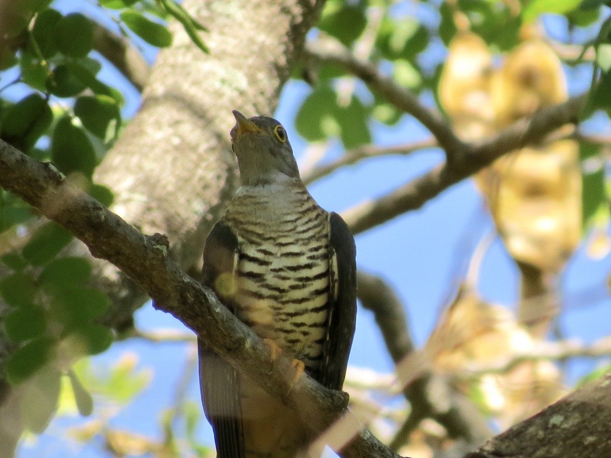 Madagascar Cuckoo - ML432249891