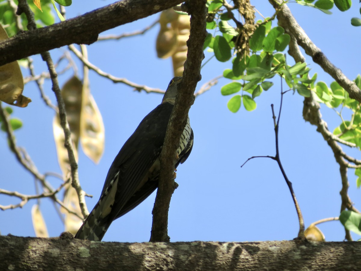 Madagascar Cuckoo - GARY DOUGLAS