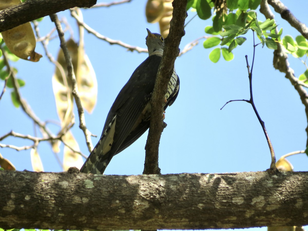 Madagascar Cuckoo - ML432249921