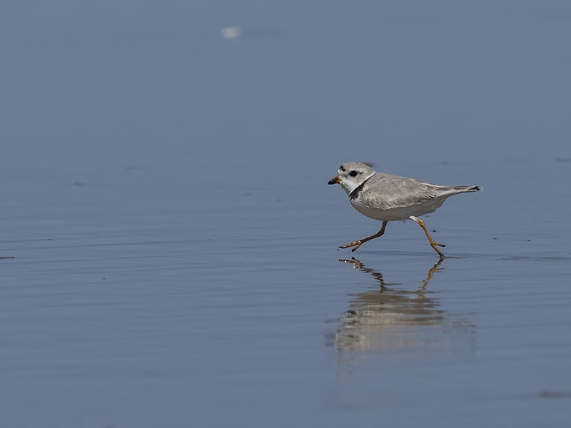 Piping Plover - ML432250881