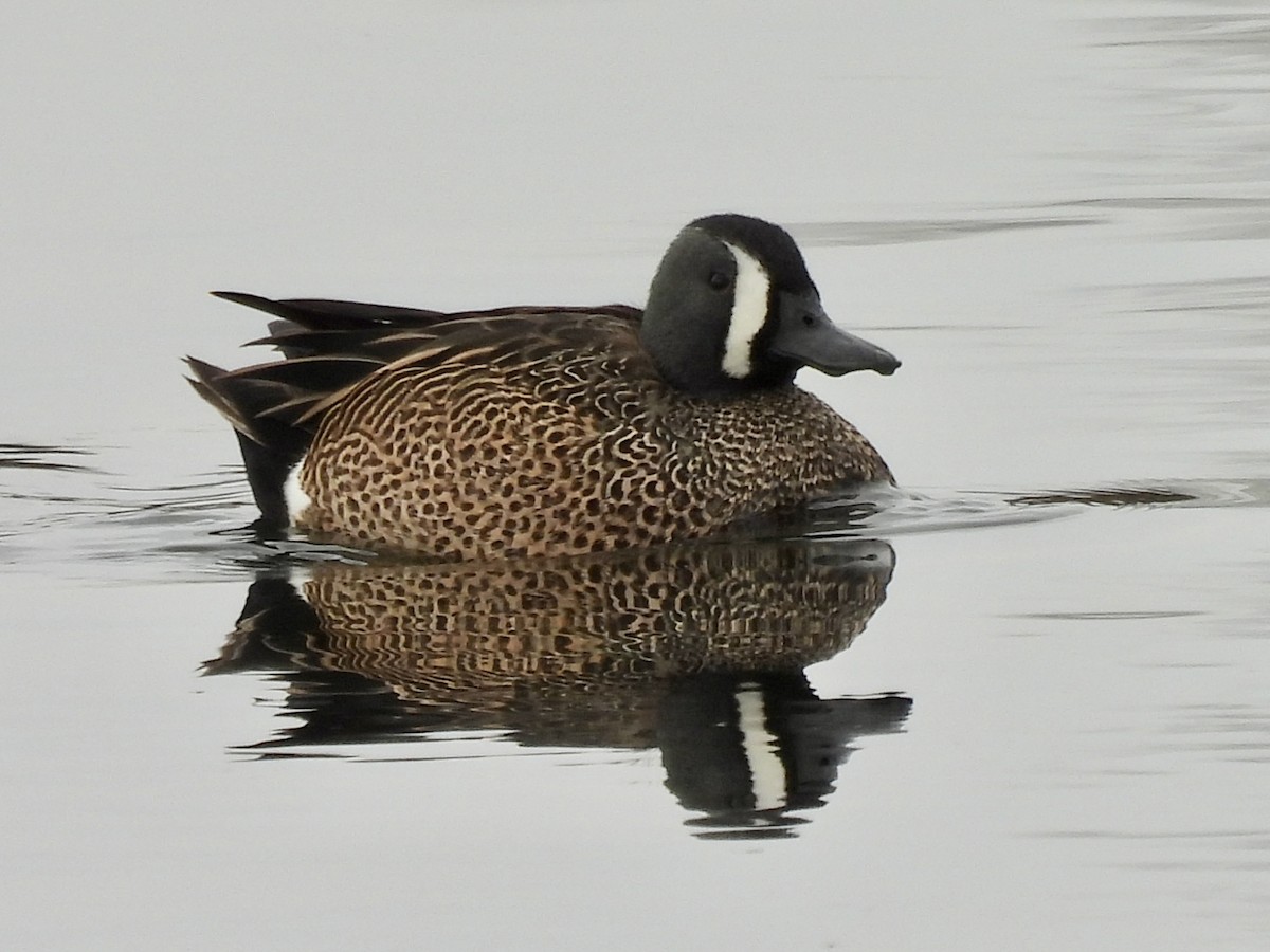 Blue-winged Teal - ML432252451