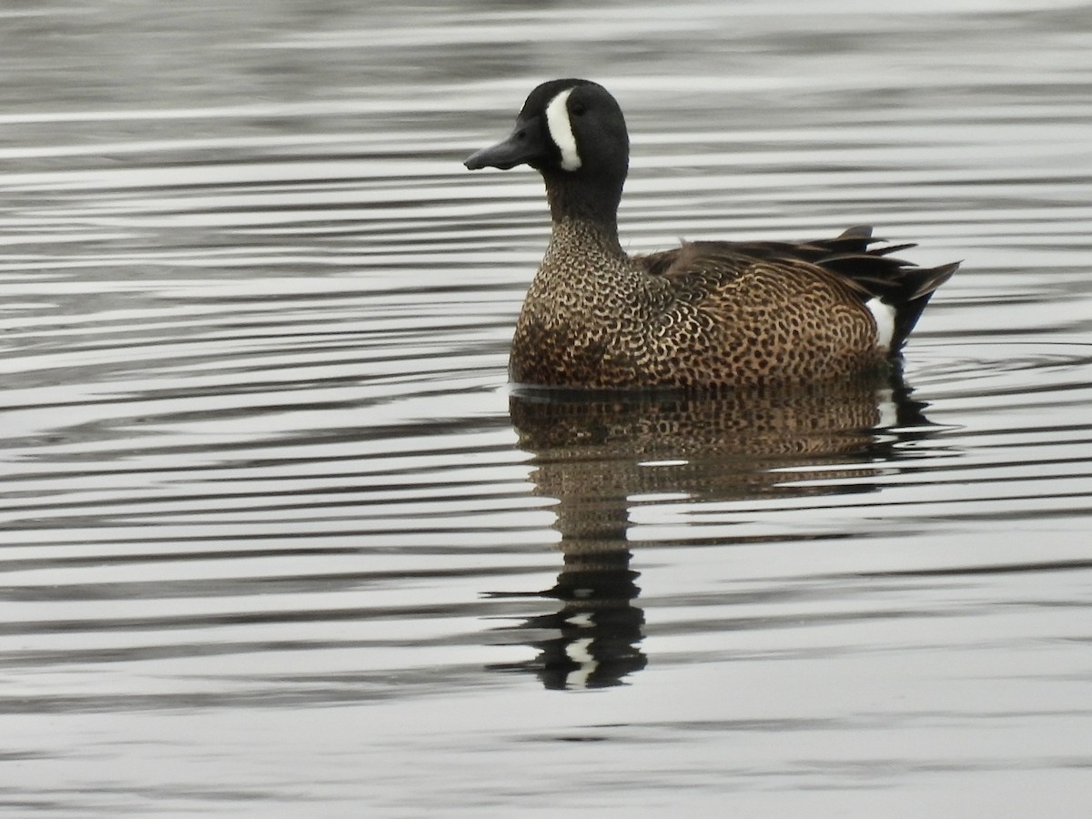Blue-winged Teal - ML432252471