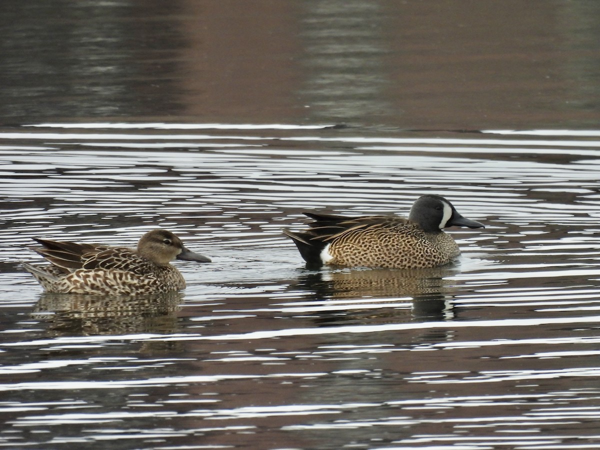 Blue-winged Teal - ML432252481