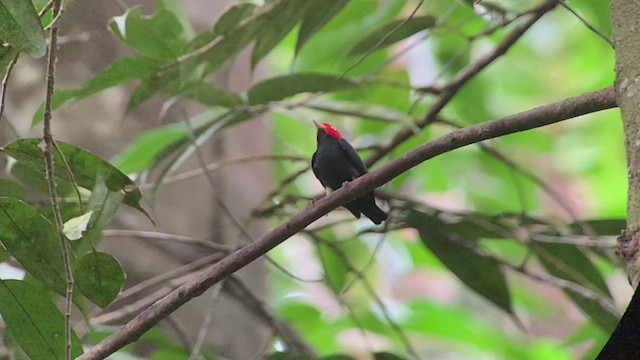 Red-capped Manakin - ML432254471