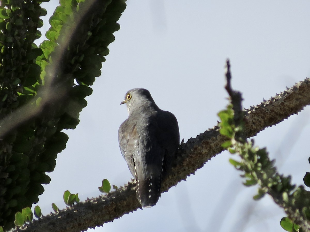 Madagascar Cuckoo - ML432257261