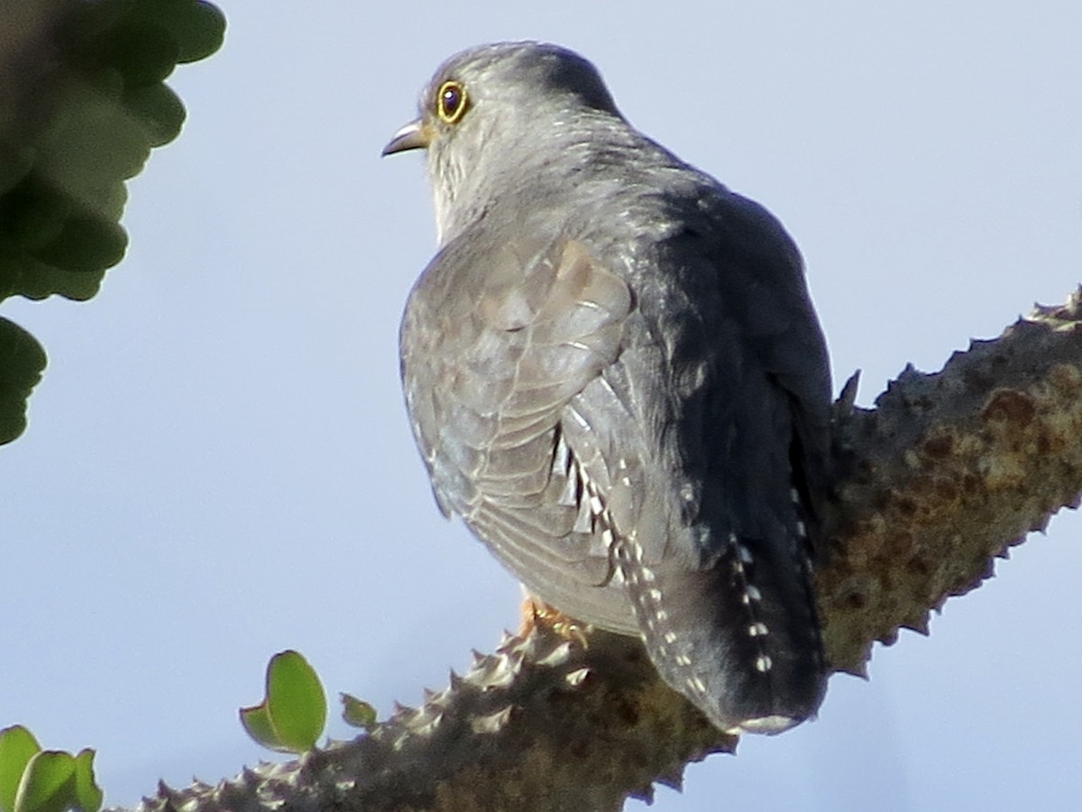 Madagascar Cuckoo - ML432257281