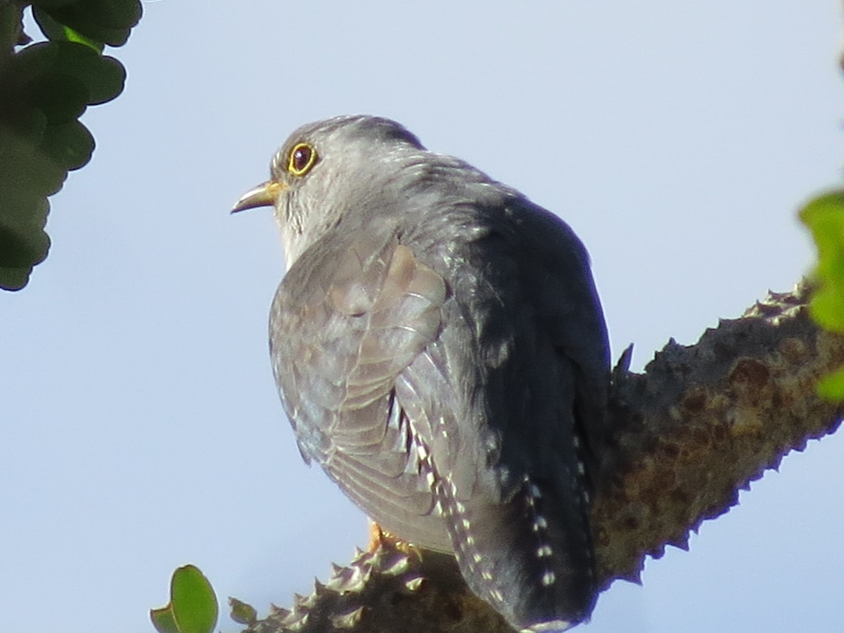 Madagascar Cuckoo - ML432257291