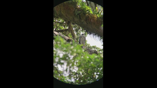 harpyje pralesní - ML432259101
