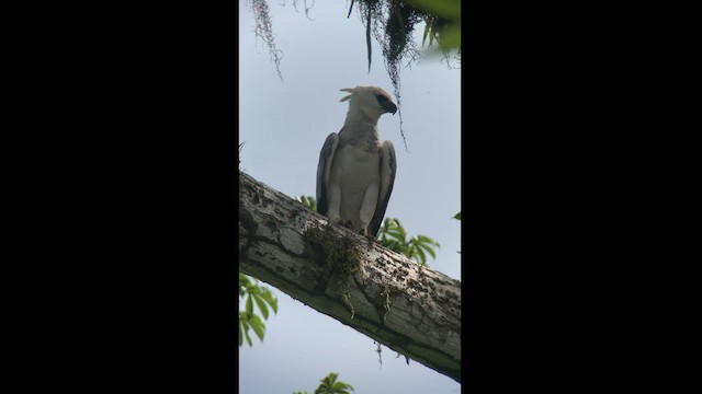 Harpy Eagle - ML432259321