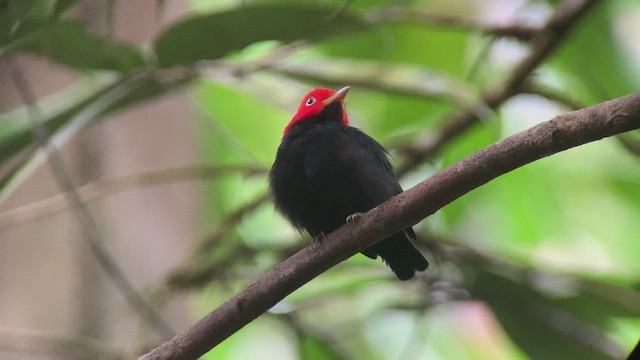 Red-capped Manakin - ML432259711
