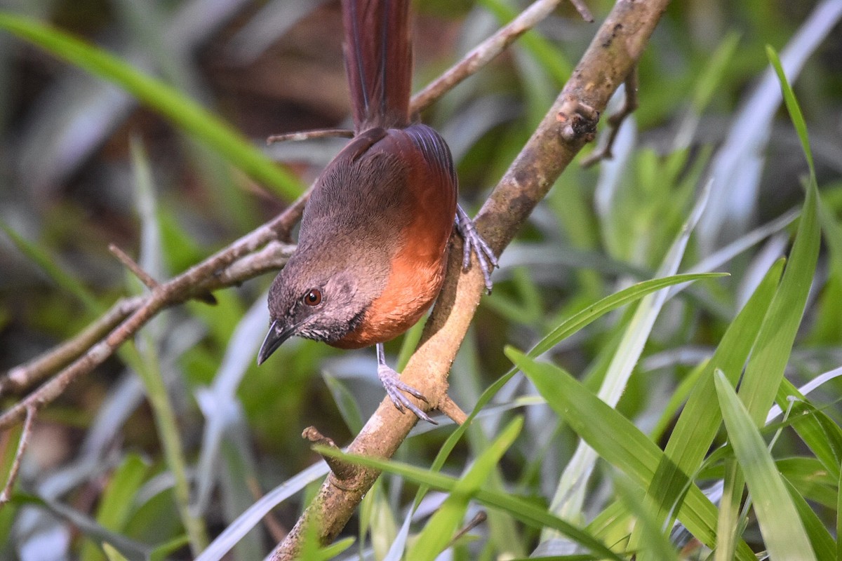 Rufous-breasted Spinetail - ML432259831