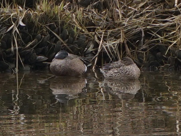 Blue-winged Teal - ML432265241