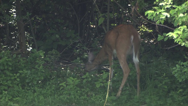 White-tailed Deer - ML432266