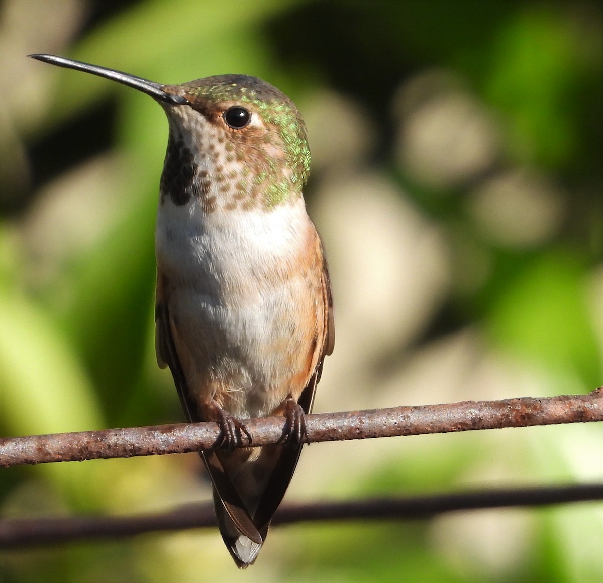 Allen's Hummingbird - ML432269591