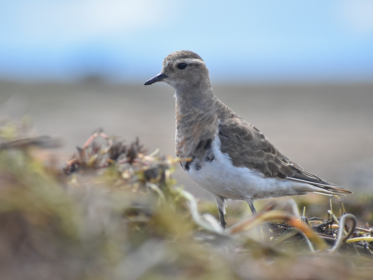 Rufous-chested Dotterel - ML432270971