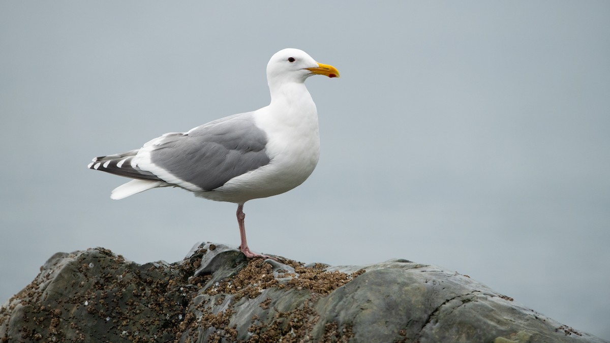 Western x Glaucous-winged Gull (hybrid) - Justin Griggs