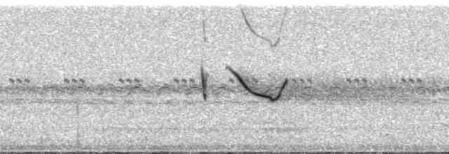 Spot-tailed Nightjar - ML43230