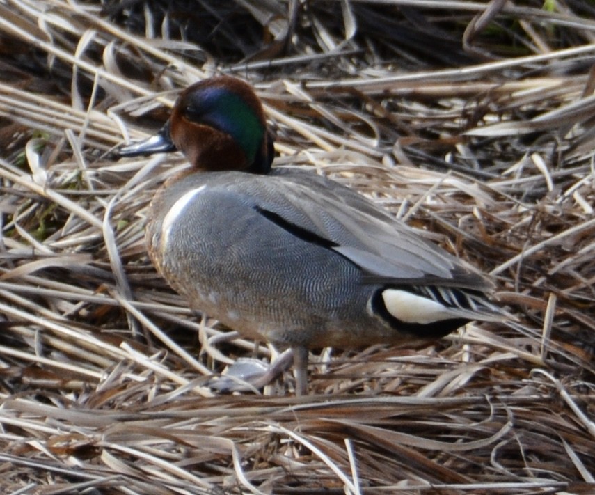 Green-winged Teal - ML432305401