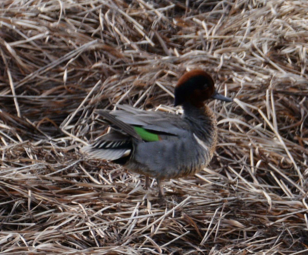 Green-winged Teal - ML432305411