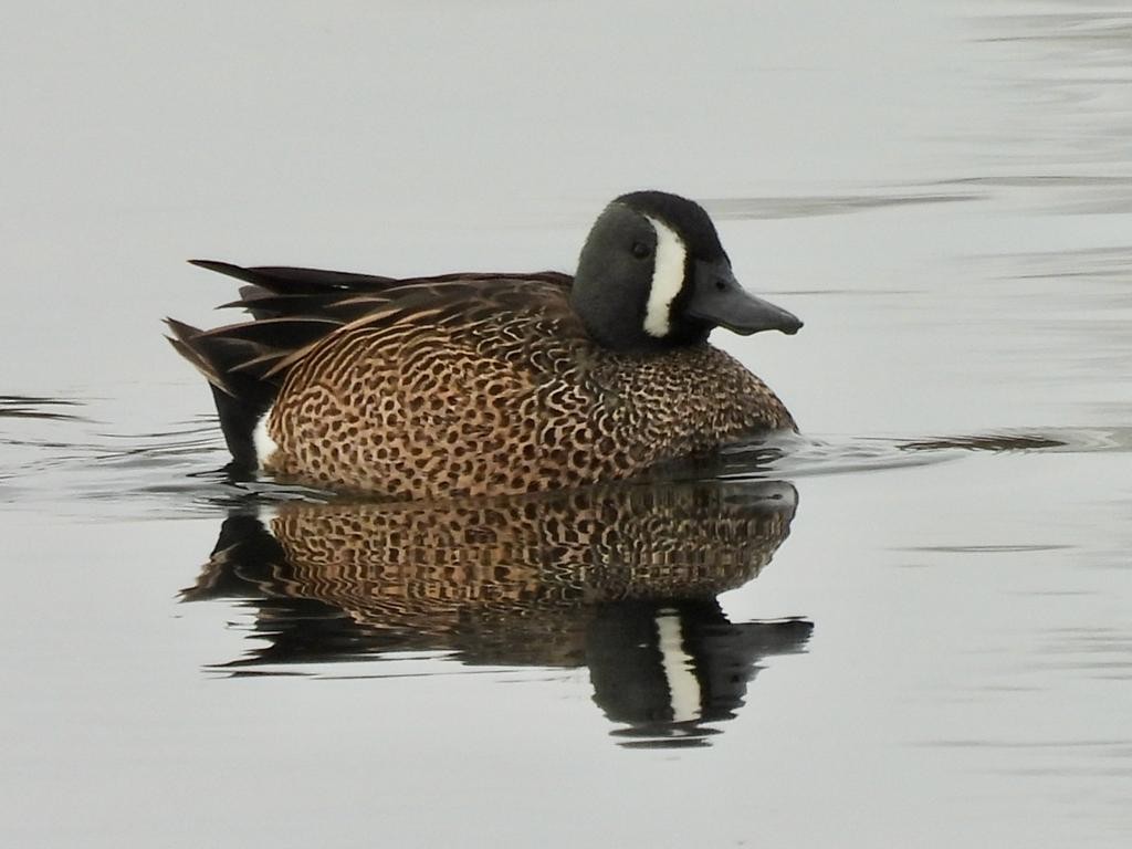 Blue-winged Teal - ML432305821