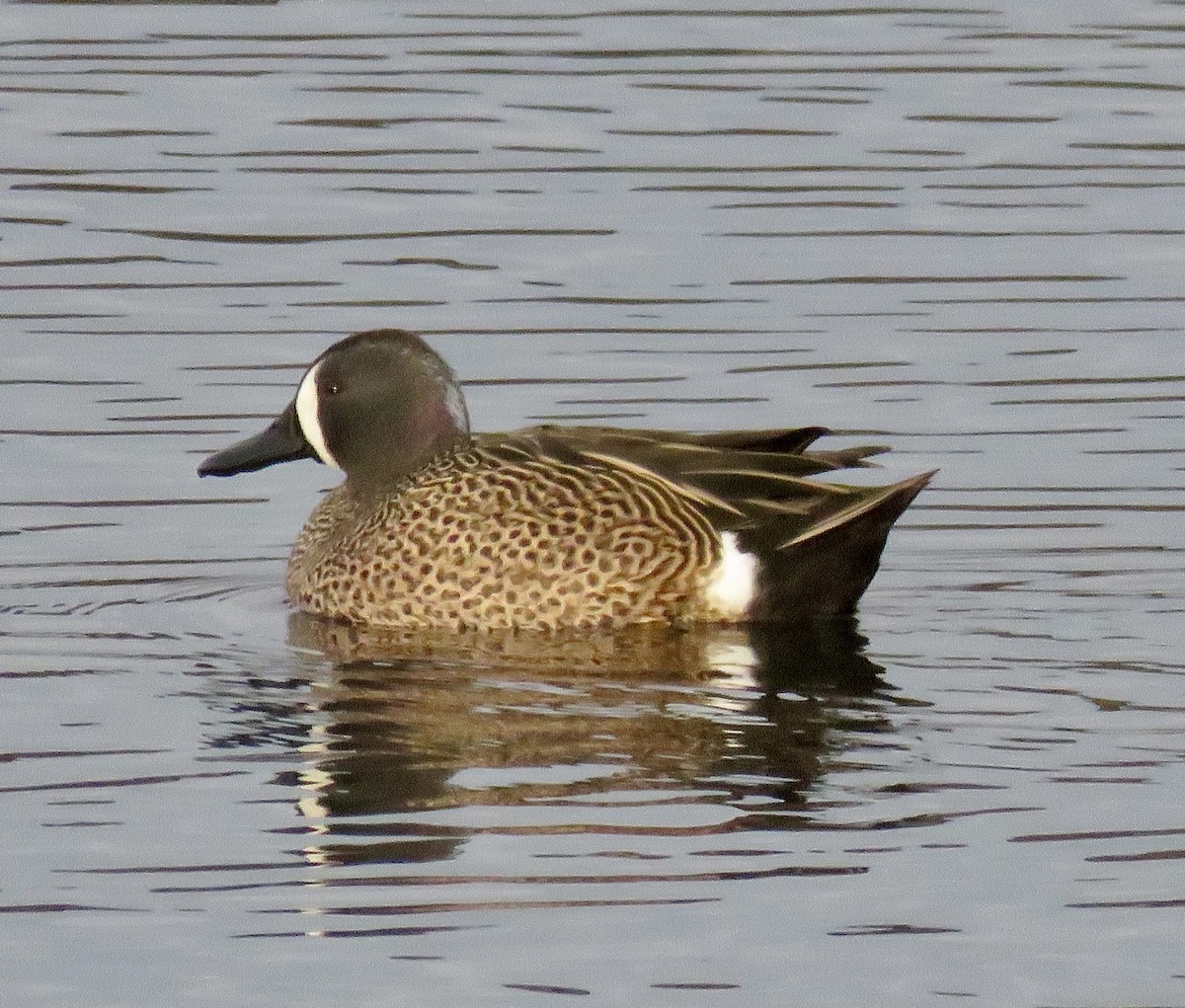 Blue-winged Teal - ML432308411