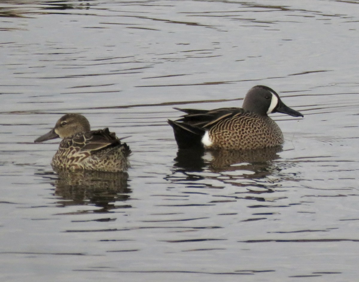 Blue-winged Teal - ML432308421