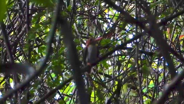 Madagascar Pygmy Kingfisher - ML432310611