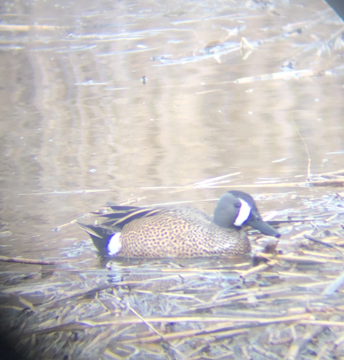 Blue-winged Teal - ML432312361