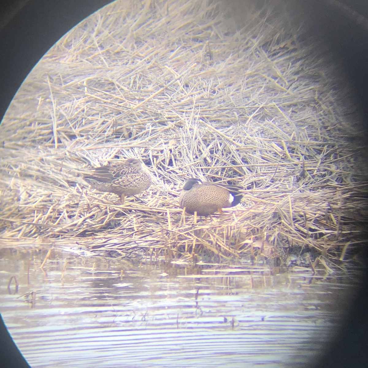 Blue-winged Teal - ML432312371