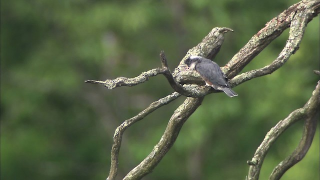 Belted Kingfisher - ML432314
