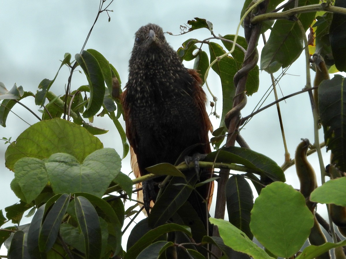 Malagasy Coucal - ML432314361