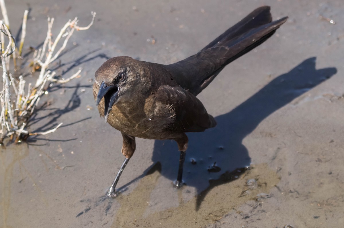 Great-tailed Grackle - ML432316181