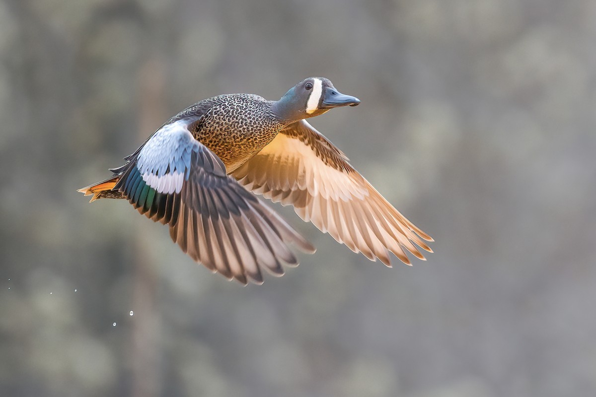 Blue-winged Teal - ML432316301