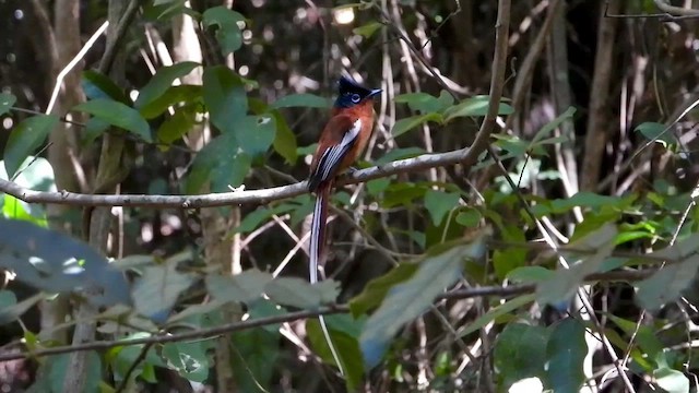 Malagasy Paradise-Flycatcher (Malagasy) - ML432317351