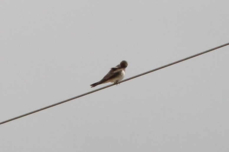 Northern Rough-winged Swallow - ML432323441