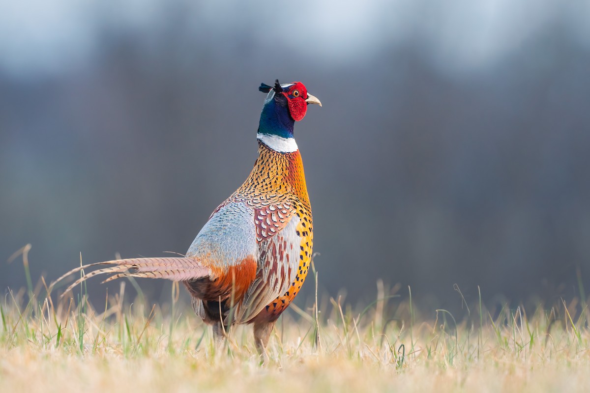 Ring-necked Pheasant - Mike Birge