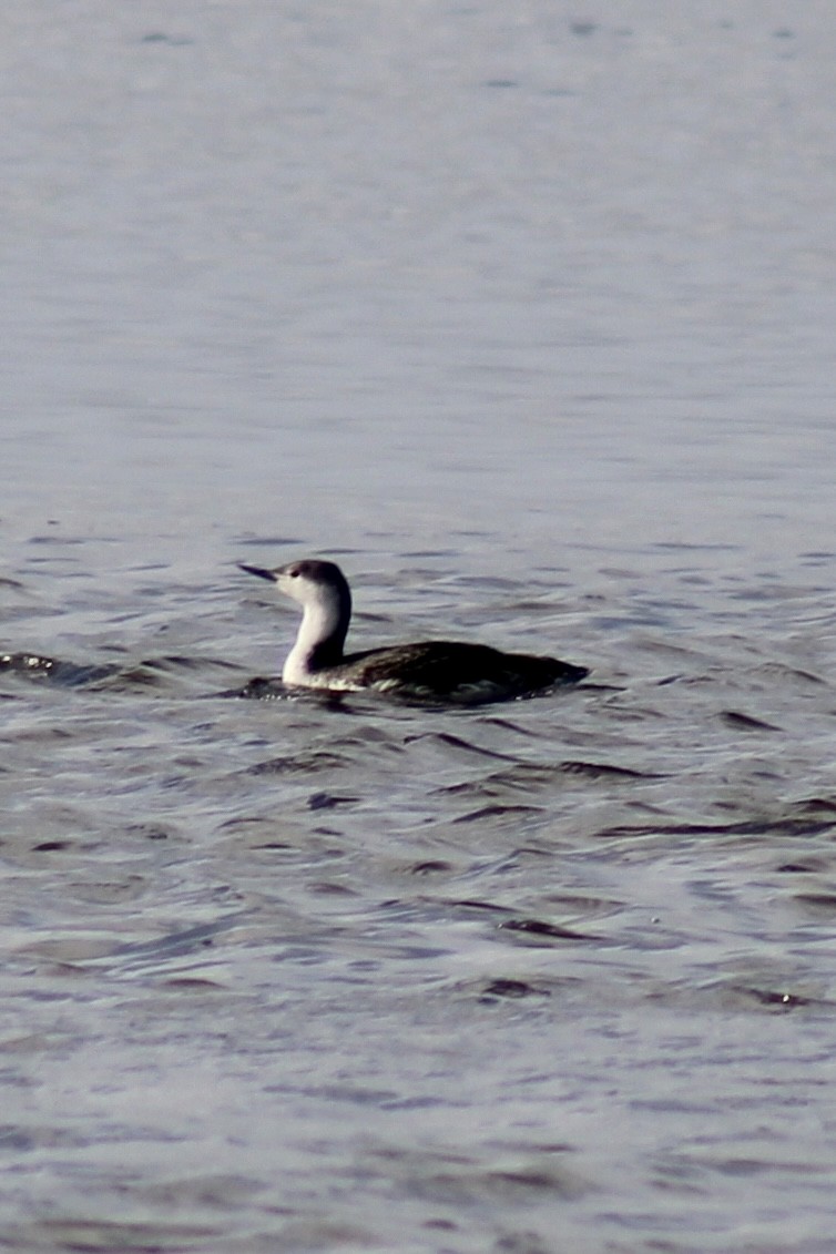 Red-throated Loon - ML432329371