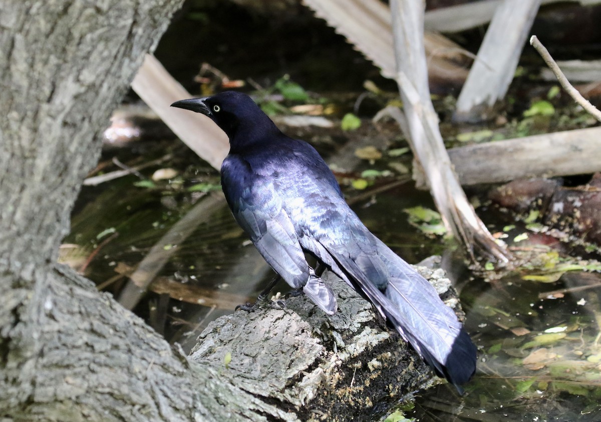 Great-tailed Grackle - ML432330341